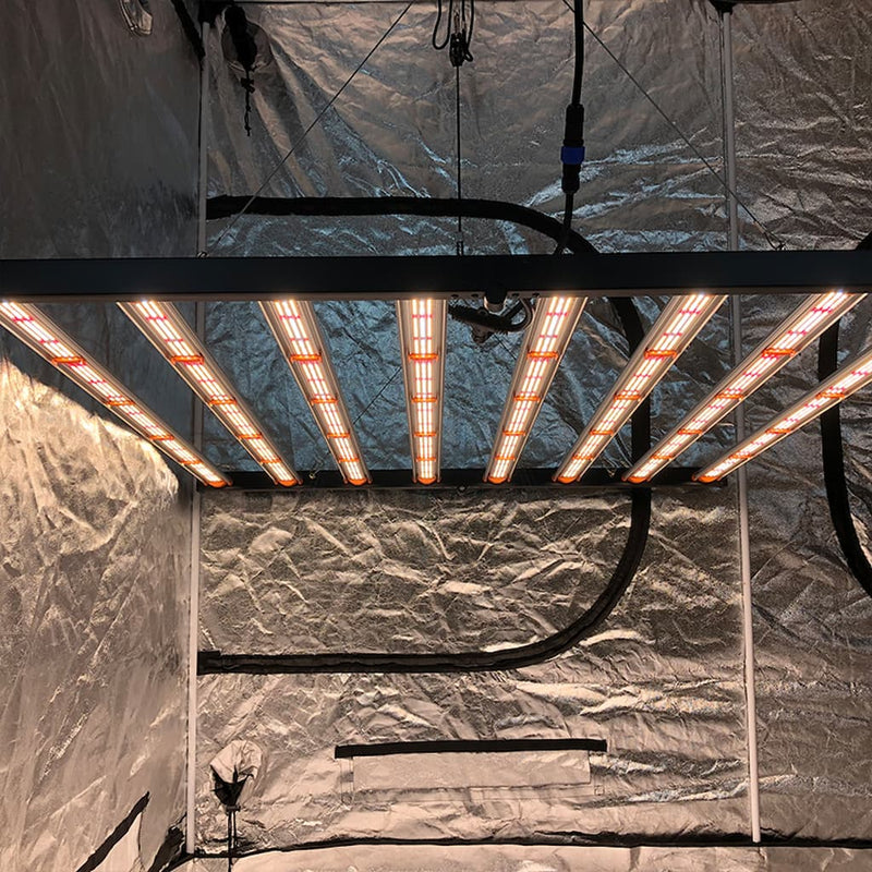 1000W Spider LED kweeklamp gemonteerd in een kweektent.