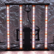 240W Spider LED kweeklamp gemonteerd in een kweektent.