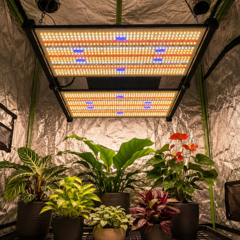 480W Quantum LED kweeklamp gemonteerd in een kweektent met planten.