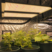 650W Quantum LED Grow-Lampe, montiert in einem Grow-Zelt mit Pflanzen.