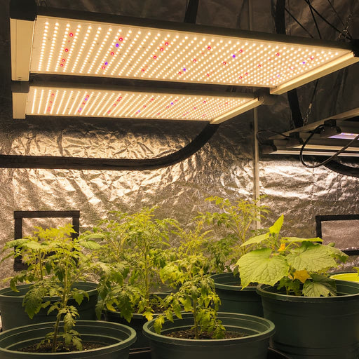 650W Quantum LED kweeklamp gemonteerd in een kweektent met planten.