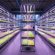 Sprossenregale mit LED-Pflanzenlampen und Sämlingen.